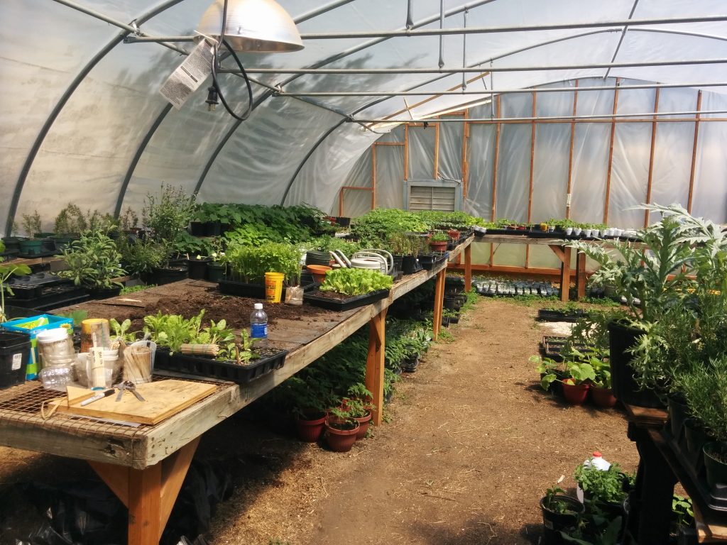 Grow And Share greenhouse with seedlings for 2016 Garden Plant Giveaways. All planted with volunteer and Board labor. Source: Kim Beaver.