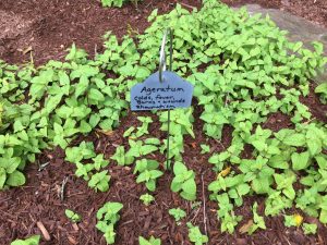 Ageratum in the Herb Garden at the Country Doctor Museum (Bailey NC) during special event April 30, 2016. Photo: Kay Whatley.