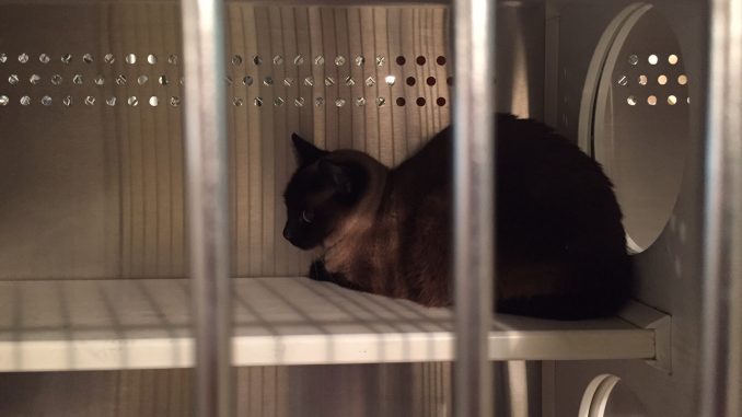 Some NC Animal Shelters Euthanize More than 75 of Cats The Grey Area