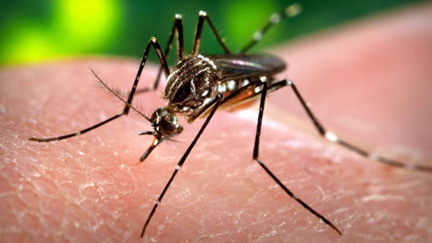 Aedes aegypti, mosquito. Photo By Rafaelgilo (Own work) [Public domain], via Wikimedia Commons.