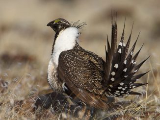 A male Greater Sage Grouse in the US. Source: Pacific Southwest Region U.S. Fish and Wildlife Service from Sacramento CA.