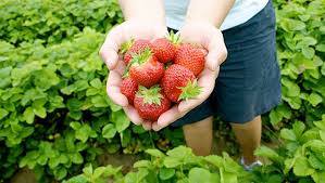 Fresh-picked Strawberries. Photo: Vollmer Farm, Bunn NC.