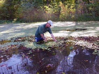 For the second year, volunteers are needed to build "exclosures" and plant native vegetation in Lake Gaston, North Carolina. Source: ncwildlife.org.