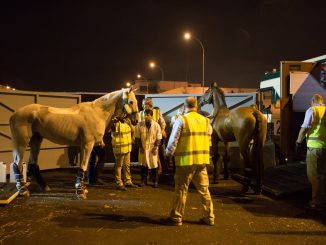 Horses arrive from Stansted Airport. Photo Credit: Gabriel Nascimento.