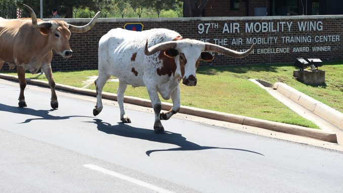 Texas Longhorn cattle walk off Altus Air Force Base, Okla. after the 18th annual Cattle Drive August 25, 2016. Approximately 18 Texas Longhorn cattle were driven through Altus AFB at this year’s base Cattle Drive which provided opportunity for community members to share part of their culture with the Airmen and their families. Source: US Air Force photo by Senior Airman Dillon Davis.