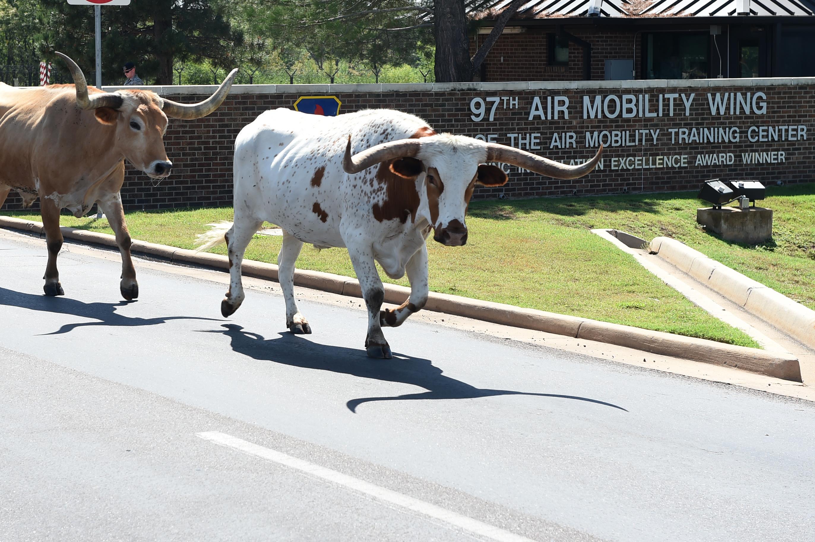 Texas Longhorn cattle walk off Altus Air Force Base, Okla. after the 18th annual Cattle Drive August 25, 2016. Approximately 18 Texas Longhorn cattle were driven through Altus AFB at this year’s base Cattle Drive which provided opportunity for community members to share part of their culture with the Airmen and their families. Source: US Air Force photo by Senior Airman Dillon Davis.