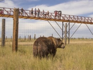 2,000 pound Kodiak Bear being observed by visitors on record-breaking walkway at The Wild Animal Sanctuary. Source: PRNewsFoto/The Wild Animal Sanctuary, Keenesburg, Colorado.