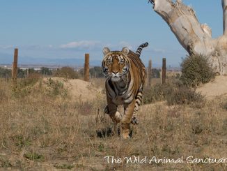 A big cat runs freely. Source: The Wild Animal Sanctuary, Colorado.