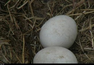 On March 28, around 9:58 a.m. EDT one of the eggs located in Mr. President & The First Lady's bald eagle nest in Washington DC began the hatching process. Source: Eagles.org.