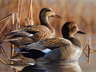 A pair of gadwall, by Delaware artist Richard Clifton, took top honors in the 2017 Conservation Stamp and Print competition. Source: NC Wildlife Resources Commission