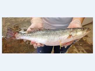 A tagged speckled trout. The thin yellow band extending out from its abdomen is the tag. Source: Stephen Mehan, NC Department of Environmental Quality