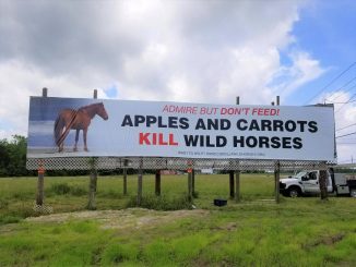Billboard erected as part of the wild horse “No Feed, No Approach” educational initiative. Corolla Wild Horse Fund