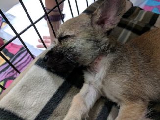 Nash the dog sleeping after his rescue and veterinary care. Source: SPCA of Wake County NC