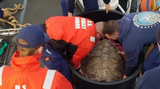 Crewmembers aboard Coast Guard Cutter Heron work together to lift a sea turtle out of its transport container offshore Cape Henry, Virginia, Nov. 18, 2018. The crew of the Heron and members of the North Carolina Aquarium on Roanoke Island worked together to release 14 rehabilitated sea turtles into warmer waters. Source: US Coast Guard Lt. j.g. Jaime Brady