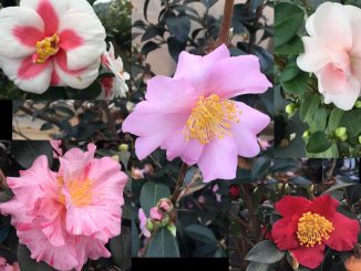 Five camellias out of the dozens of varieties available at Garden Treasures, Wendell, NC. Photos: Kay Whatley