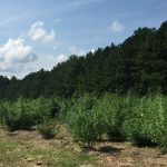 Hemp field under the North Carolina blue sky. Photo: Kay Whatley