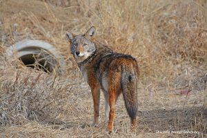 Coyote rescued from Iowa roadside zoo shown in The Wild Animal Sanctuary on Dec. 19, 2019. Source: Kent Drotar, The Wild Animal Sanctuary