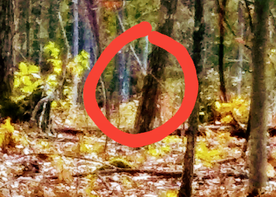 Bigfoot photo taken by Bill Humphrey with his phone camera, cropped and creature circled. (All 4 Bigfoot photos in this article property of Bill and Sheena Humphrey)