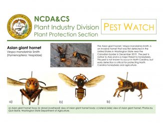 Asian Giant Hornet pest alert. Source: NC Dept of Agriculture & Consumer Services