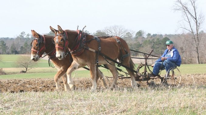 Farmer Victor Pace at the plow with his mules, Kate and Kit; one of many photos in Donna Campbell Smith's Book of Mules new edition. Photo: Shannon Hoffman