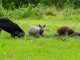 Feral swine (wild boars) are an invasive species in NC. Source: Jodie Owen, NC Wildlife. Photo: NASA