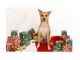 Brahms the dog with holiday gifts. Source: SPCA of Wake County