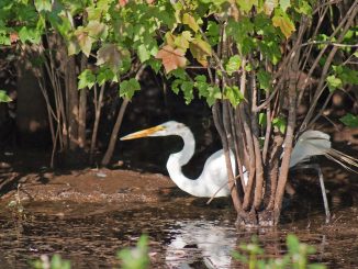 Great white egret in the Alligator River National Wildlife Refuge. Photo: Donna Campbell Smith Photo: Donna Campbell Smith