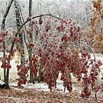 Tree in ice storm, Apex NC. Photo K. Whatley