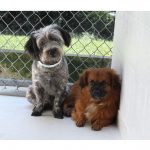Dogs. Source: Samantha Ranlet, SPCA Wake
